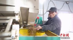 （乡村行·看振兴）“撂荒地”变“高产田”山西朔州开辟致富新“稻”路